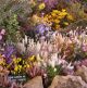 Clanwilliam Flower Show